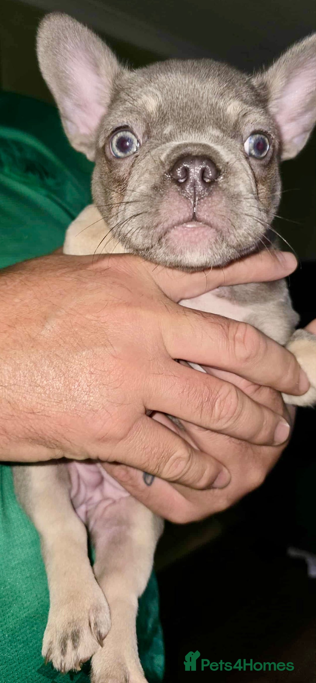 French Bulldog dogs for sale: Stunning litter of French bulldog puppies  - Image 20