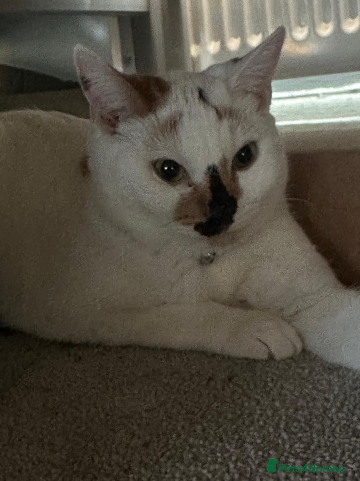 Mixed Breed cats Beautiful 6-Month-Old Female Kitten – Pamuk 🤍🐾 - Advert 1