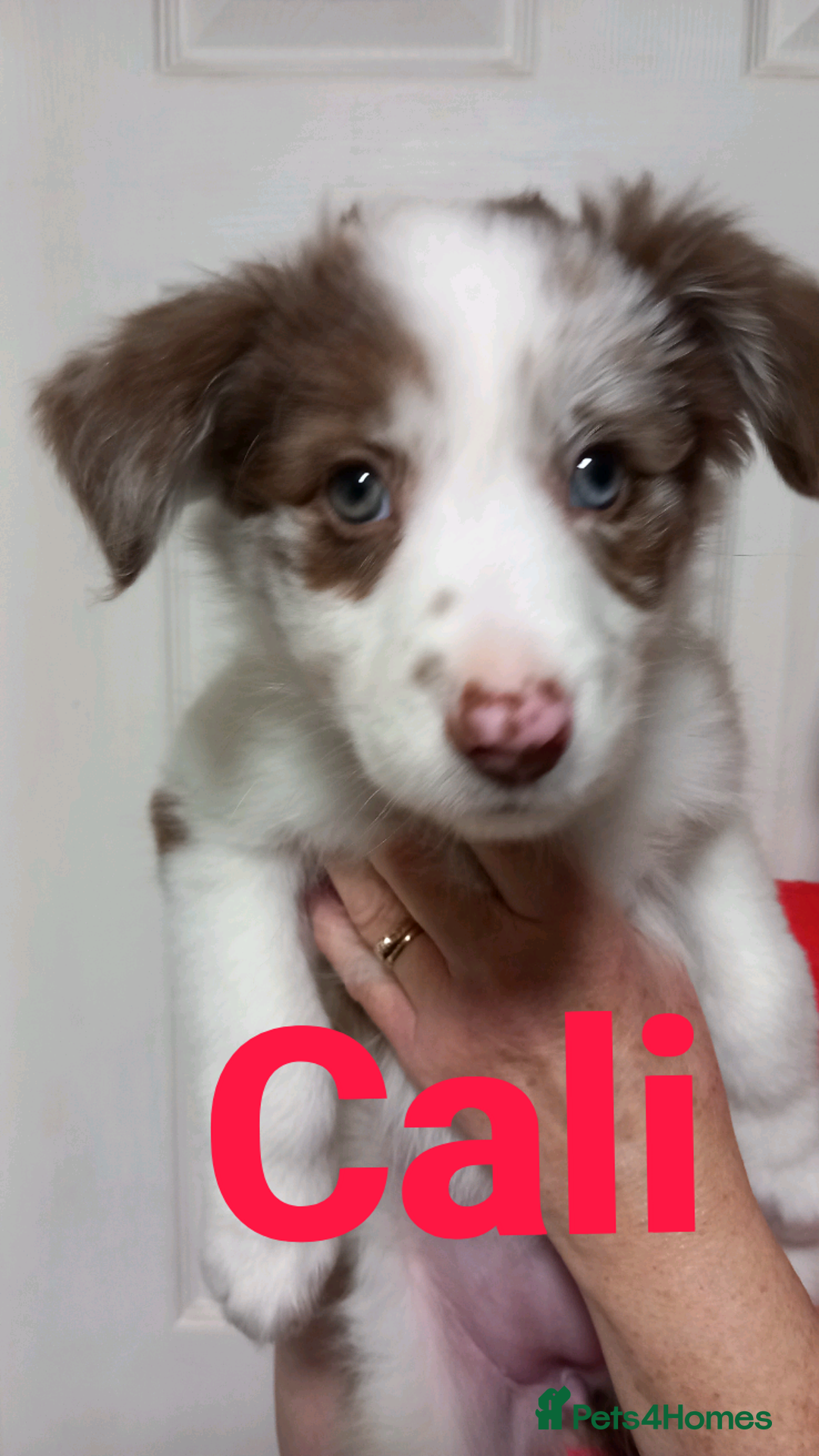 Border Collie dogs for sale: Pure breed border collies  - Advert 10
