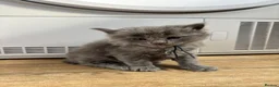 Mixed Breed cats for sale: maincoon mixed - Advert 5