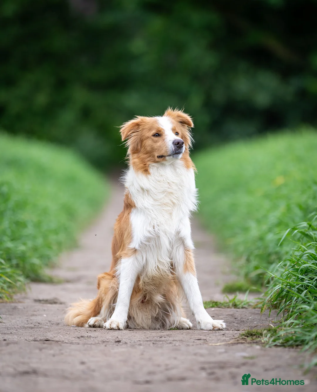 Border Collie dogs for stud: KC REG FULLY HEALTH TESTED EE RED/GOLD STUD  in Doncaster - Advert 17