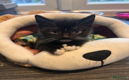 Mixed Breed cats for sale: 2 mixed breed kittens  - Advert 2