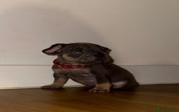 French Bulldog dogs for sale: BLUE & CREAM/TAN Isabella/pink carrying. - Image 19