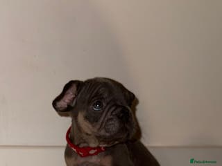 French Bulldog dogs LILAC & CREAM/TAN Isabella/pink carrying. - Advert 12