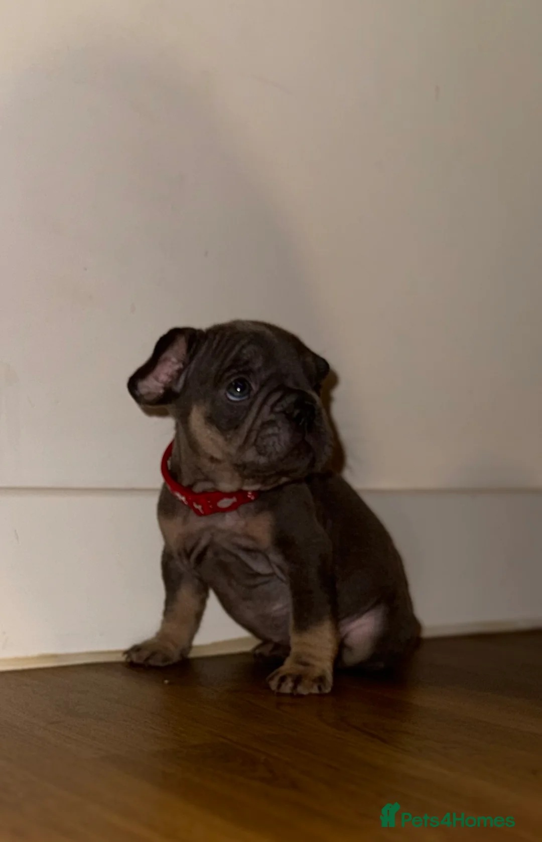 French Bulldog dogs for sale: BLUE & TAN:Testable/Isabella/pink carrying. - Advert 3