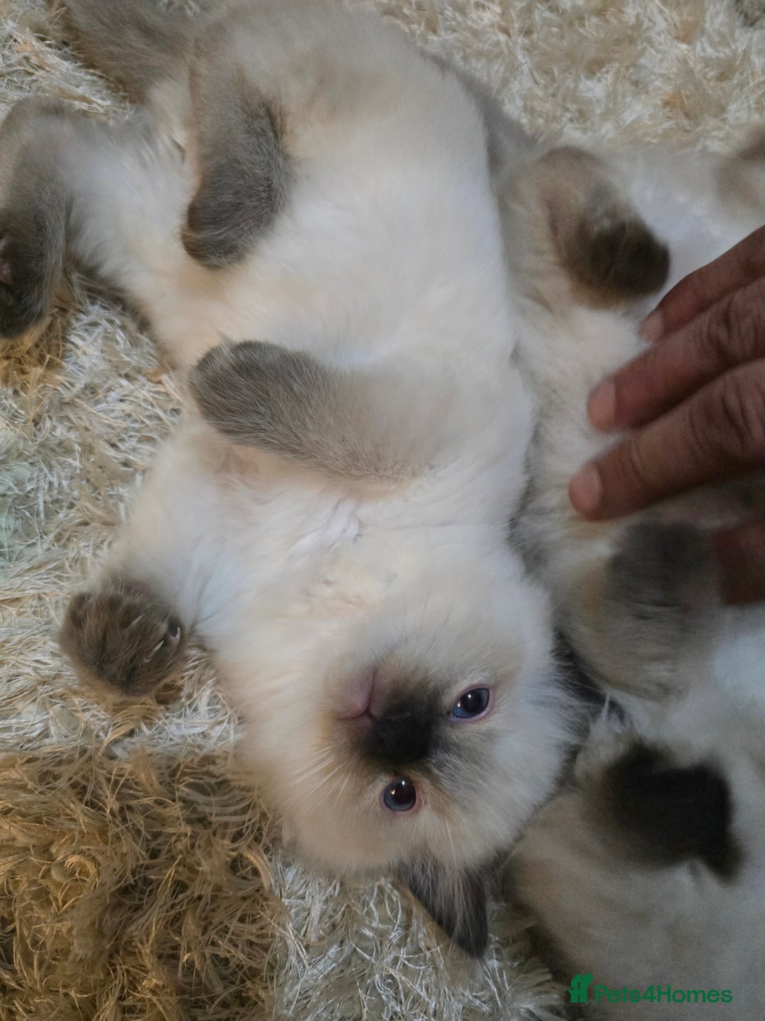 Ragdoll cats for sale: Ragdoll kittens - Advert 7