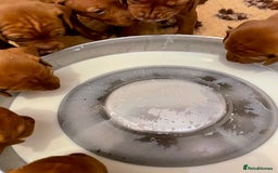 Hungarian Vizsla dogs for sale: Exceptional KC registered Hungarian Vizsla Litter - Image 6