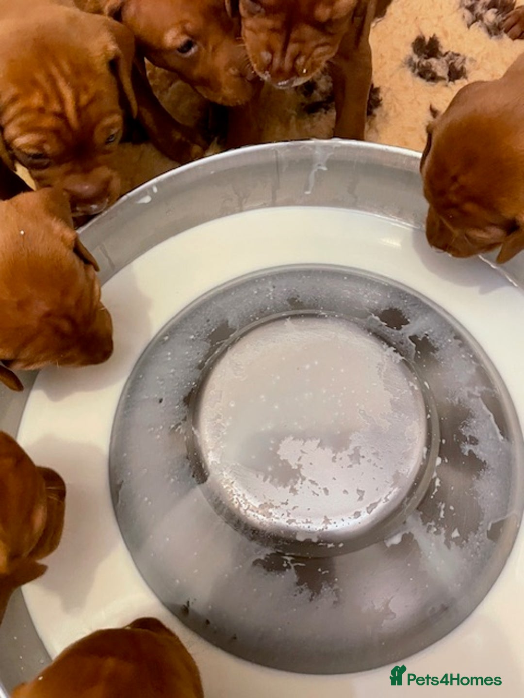 Hungarian Vizsla dogs for sale: Exceptional KC registered Hungarian Vizsla Litter - Image 6