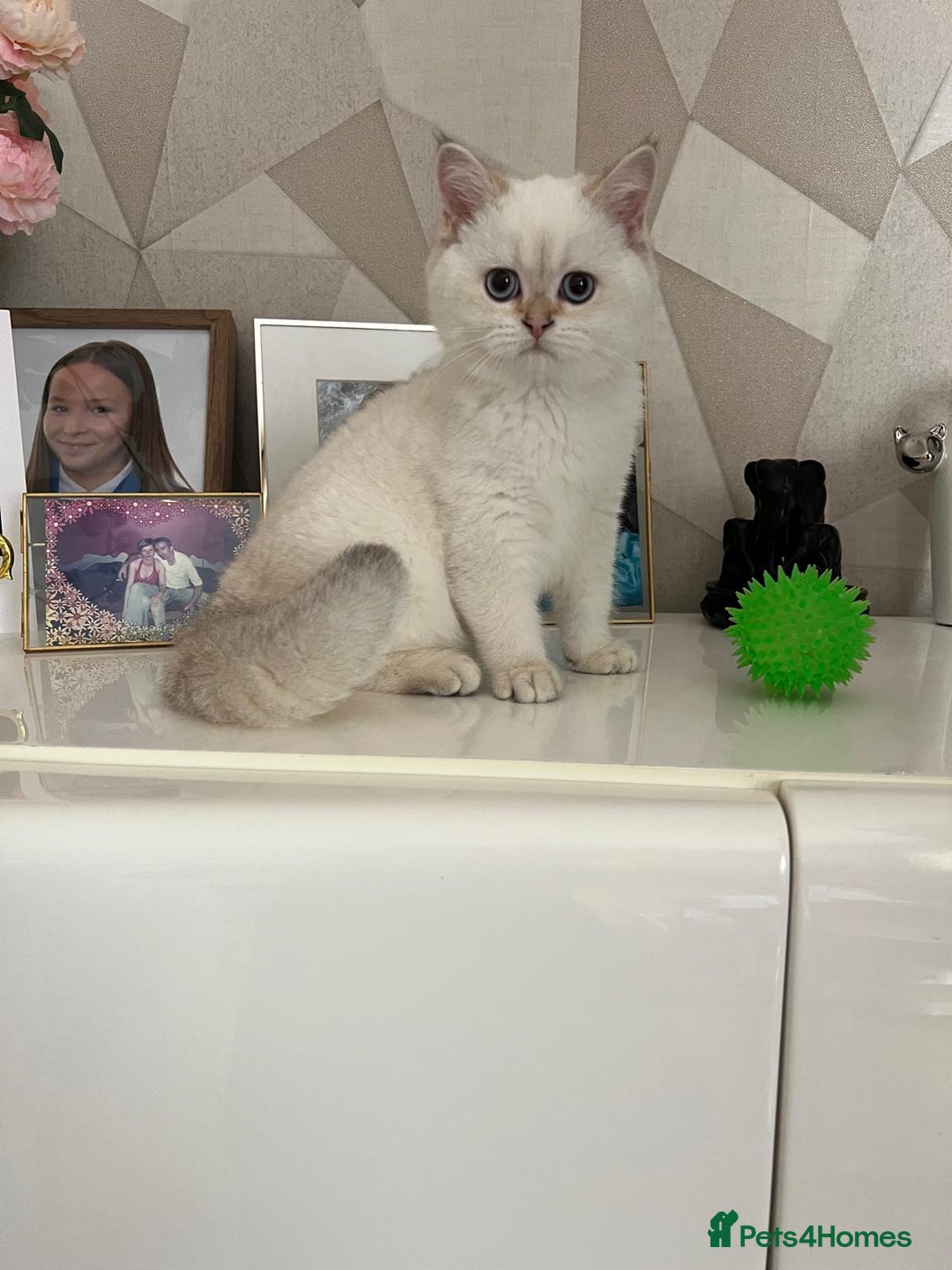 Scottish Fold cats for sale: Scottish fold and straight kittens  - Advert 16