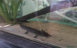 Other/Mixed Breed fish for sale: Aksolotle - Image 5