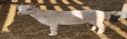 Goats livestock for sale: Pygmy goat wethers - Advert 6