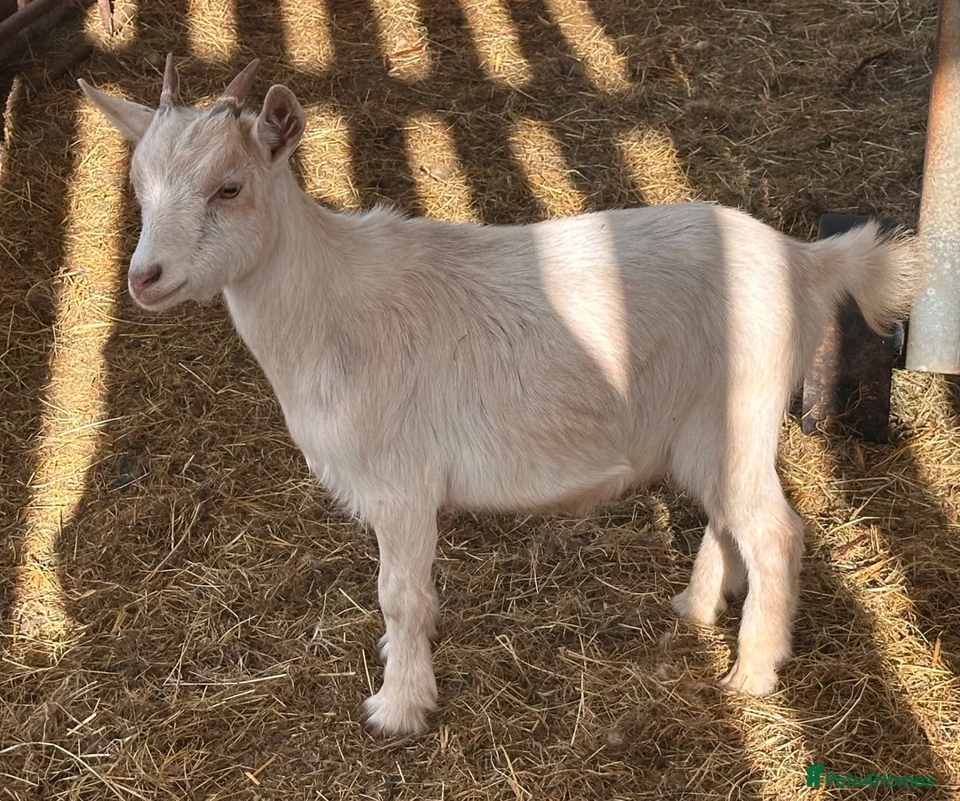 Goats livestock for sale: Pygmy goat wethers - Advert 6