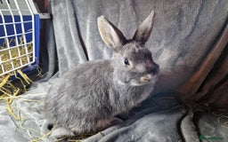 Mixed Breed rabbits for sale: Handsome young lilac otter bunny boy - Image 8