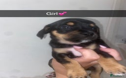 Mixed Breed dogs for sale: Dachshund x Jack Russell  - Image 6