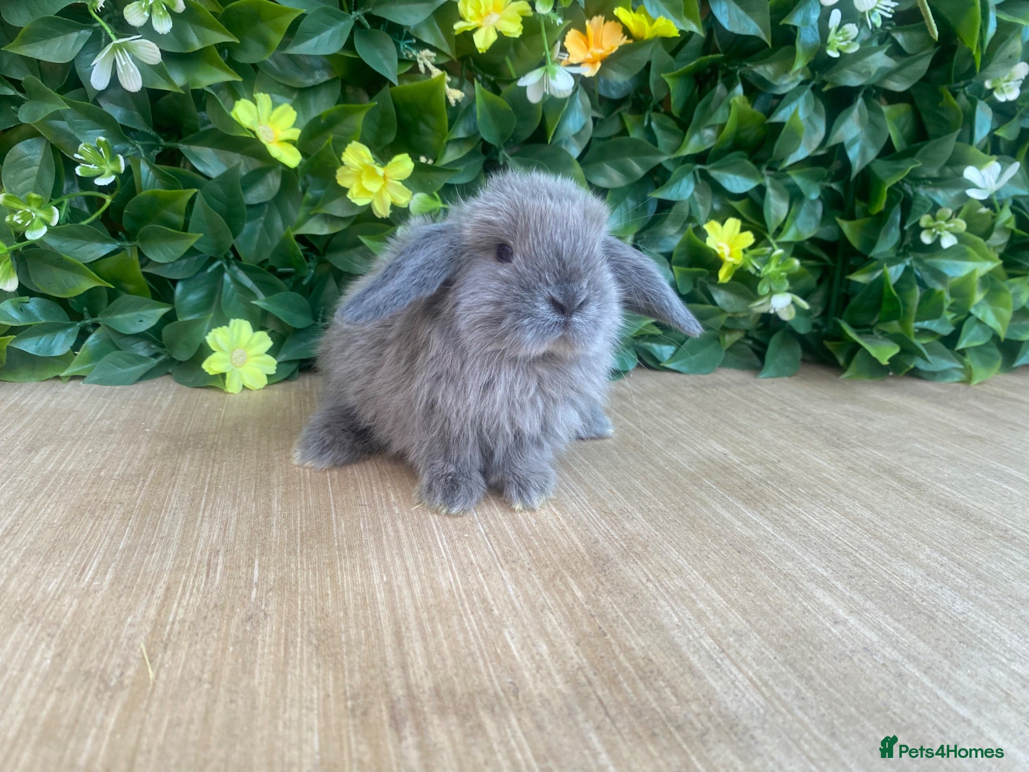 Mini Lop rabbits Mini lops Est since 2014  - Advert 2