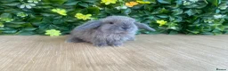 Mini Lop rabbits for sale: Mini lops Est since 2014  - Advert 2