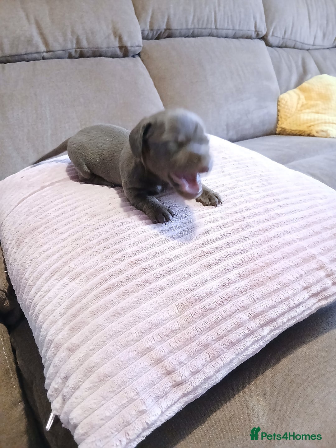 Miniature Dachshund dogs for sale: Miniature dachshunds  - Advert 7