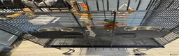 Budgerigars birds for sale: Two young budgies and full set up  in Stroud - Advert 8