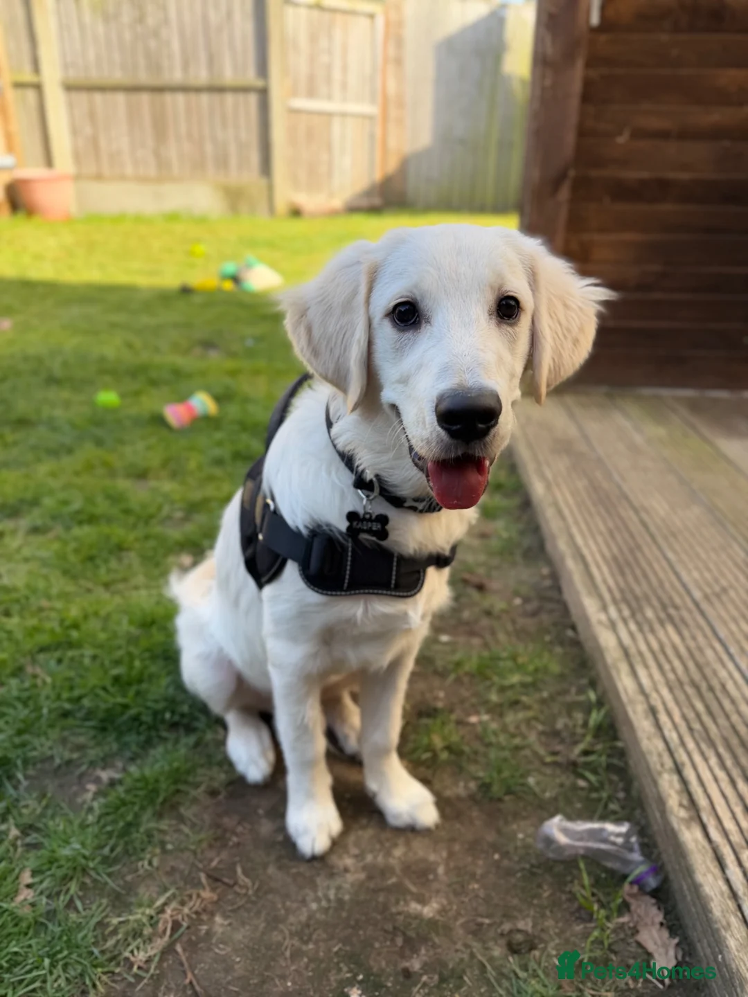 Golden Retriever dogs for sale: Male Golden retriever for rehome 9 months old in Camberley - Advert 5