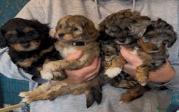 Mixed Breed dogs for sale: Tibetan x Toy Poodle - Image 22