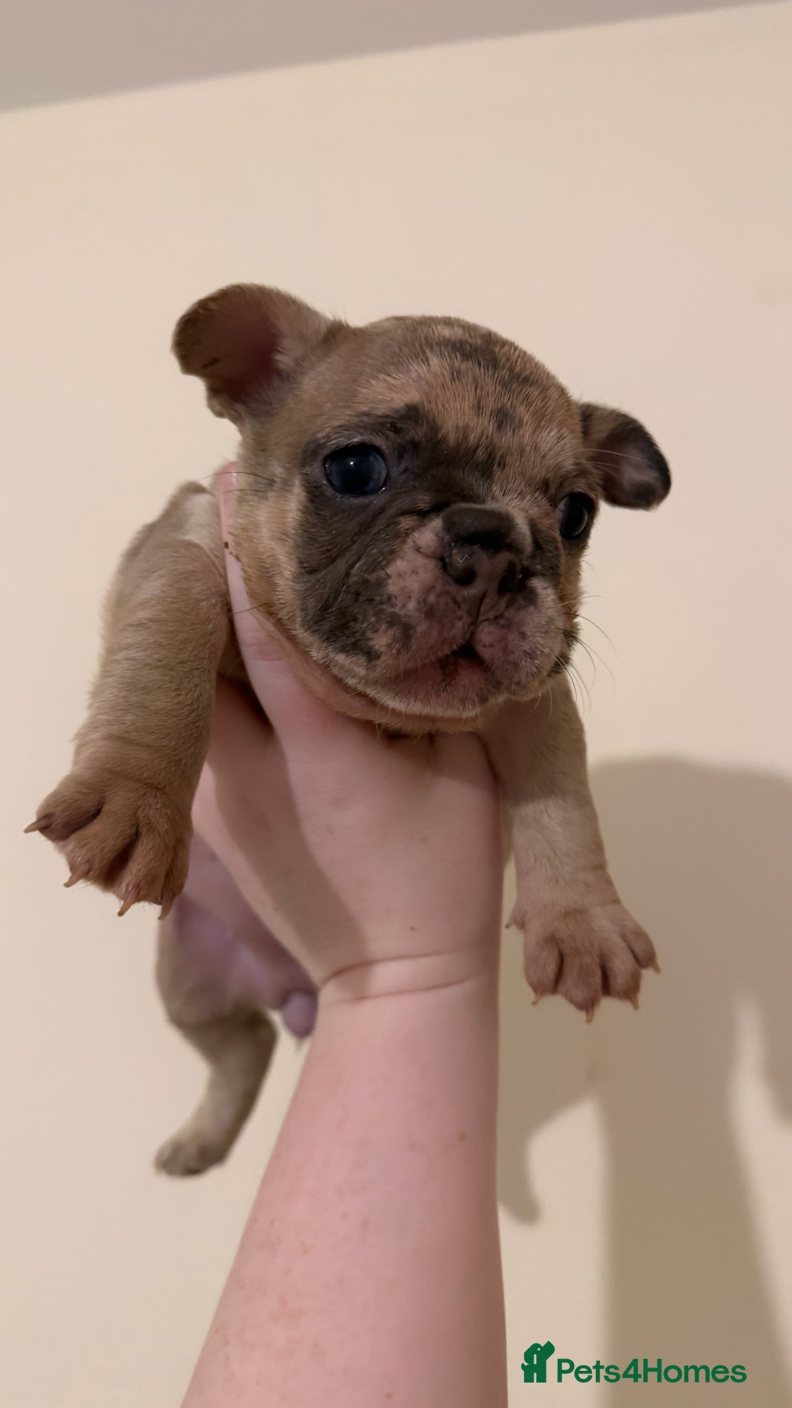 French Bulldog dogs Beautiful Merle Coloured Litter  - Advert 1
