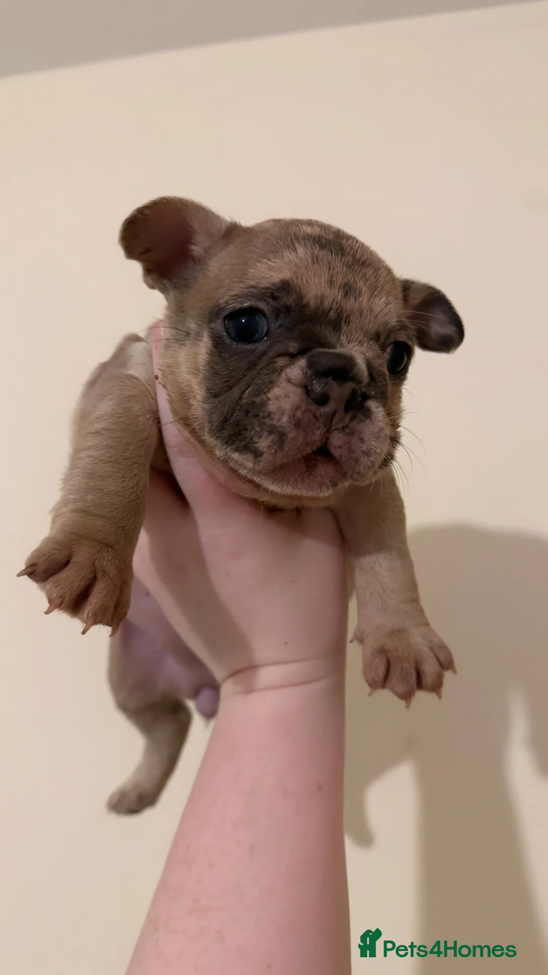 French Bulldog dogs for sale: Beautiful Merle Coloured Litter  in Downham Market - Advert 1