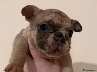 French Bulldog dogs Beautiful Merle Coloured Litter - Advert 1
