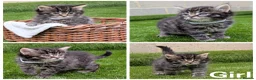 Mixed Breed cats for sale: 🐾 Rare Fluffy Maine Coon Type Kittens ⭐ in Waltham Cross - Advert 5
