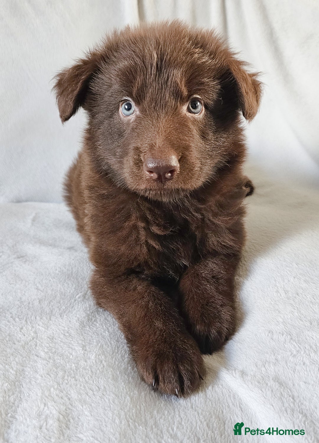 German Shepherd dogs for sale: ✴️3 purebred KC registered straight back GSP's✴️ - Advert 2