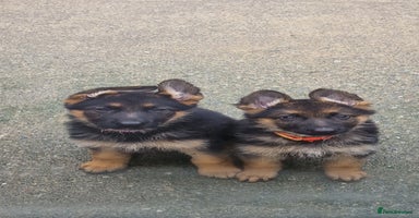 German Shepherd dogs - Advert 9