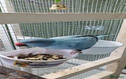 Ringnecks birds for sale: Opaline Ring Neck Breeding Pair – 8 Months Old - Image 5