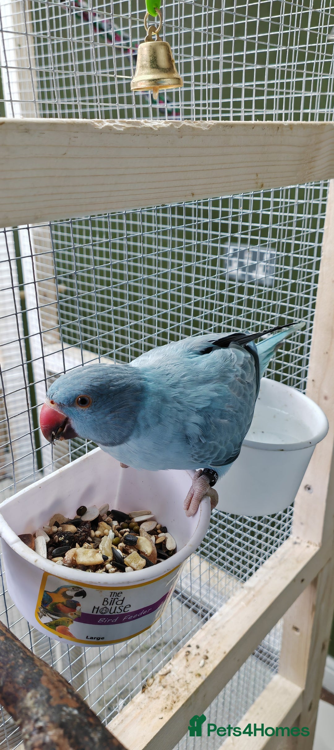 Ringnecks birds for sale: Opaline Ring Neck Breeding Pair – 8 Months Old - Image 5
