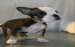 English Bulldog dogs for sale: KC registered English Bulldog Puppies  - Image 23