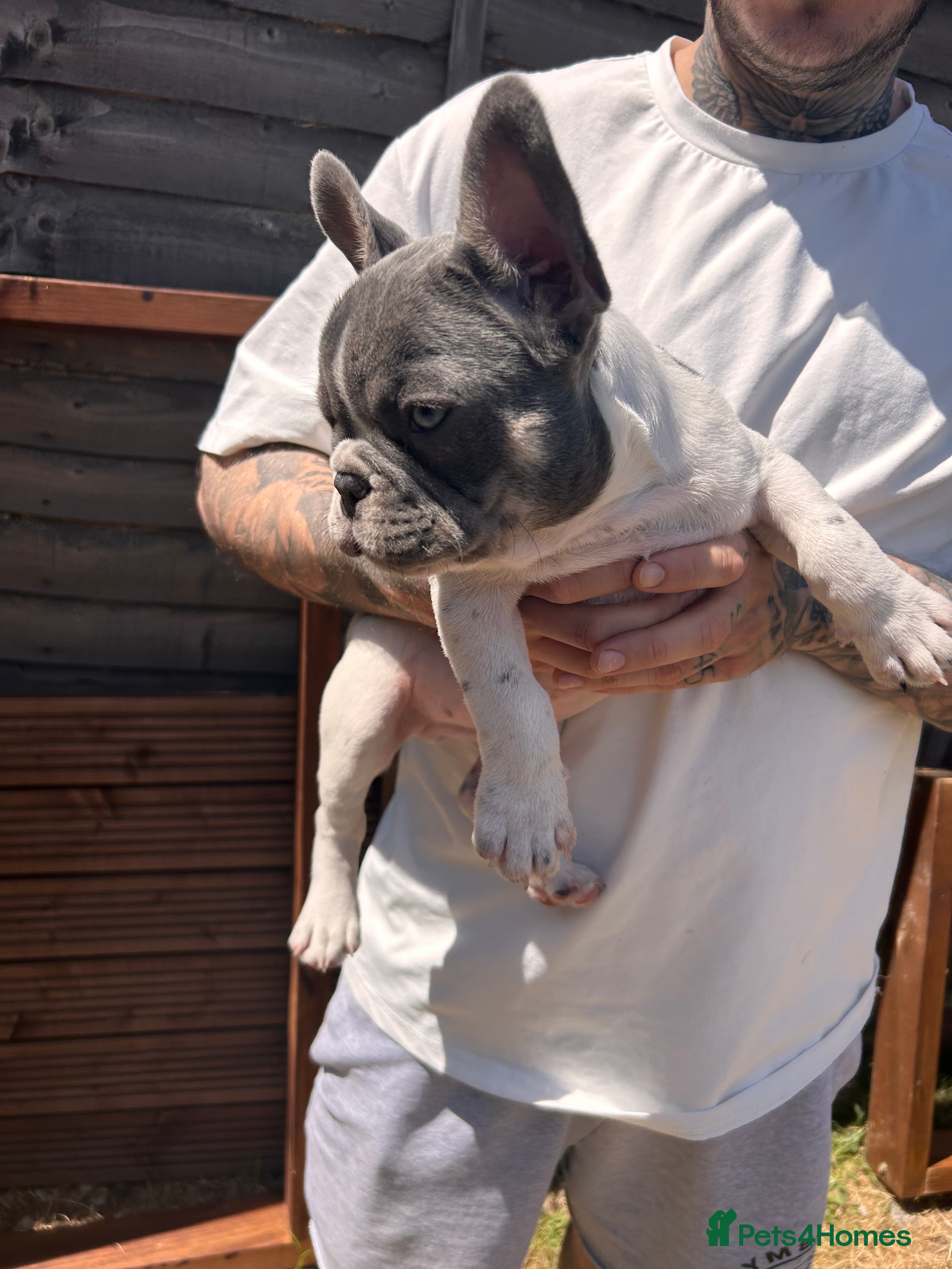 French Bulldog dogs Beautiful French bulldog puppies  - Advert 2