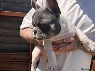 French Bulldog dogs Beautiful French bulldog puppies - Advert 2