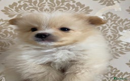 Pomeranian dogs for sale: Beautiful Russian bloodline Pomeranian puppies - Image 21