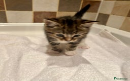 British Shorthair cats for sale: Beautiful kittens  - Image 8