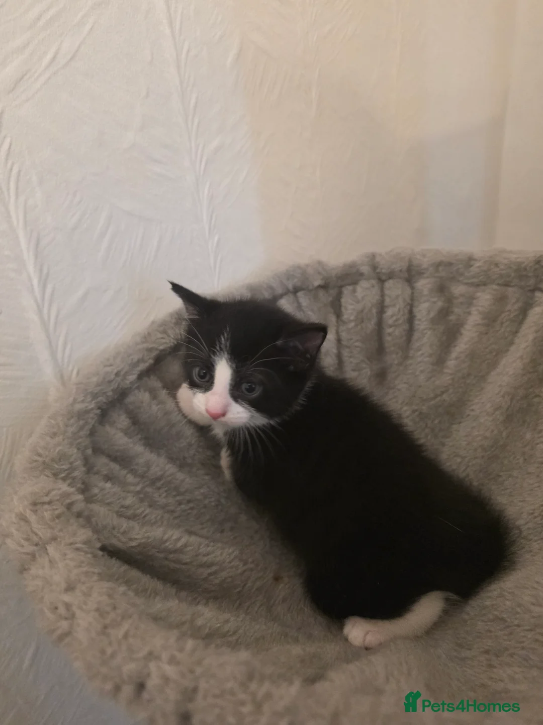 Mixed Breed cats for sale: RESERVE NOW - 3 Adorable Kittens - Advert 2