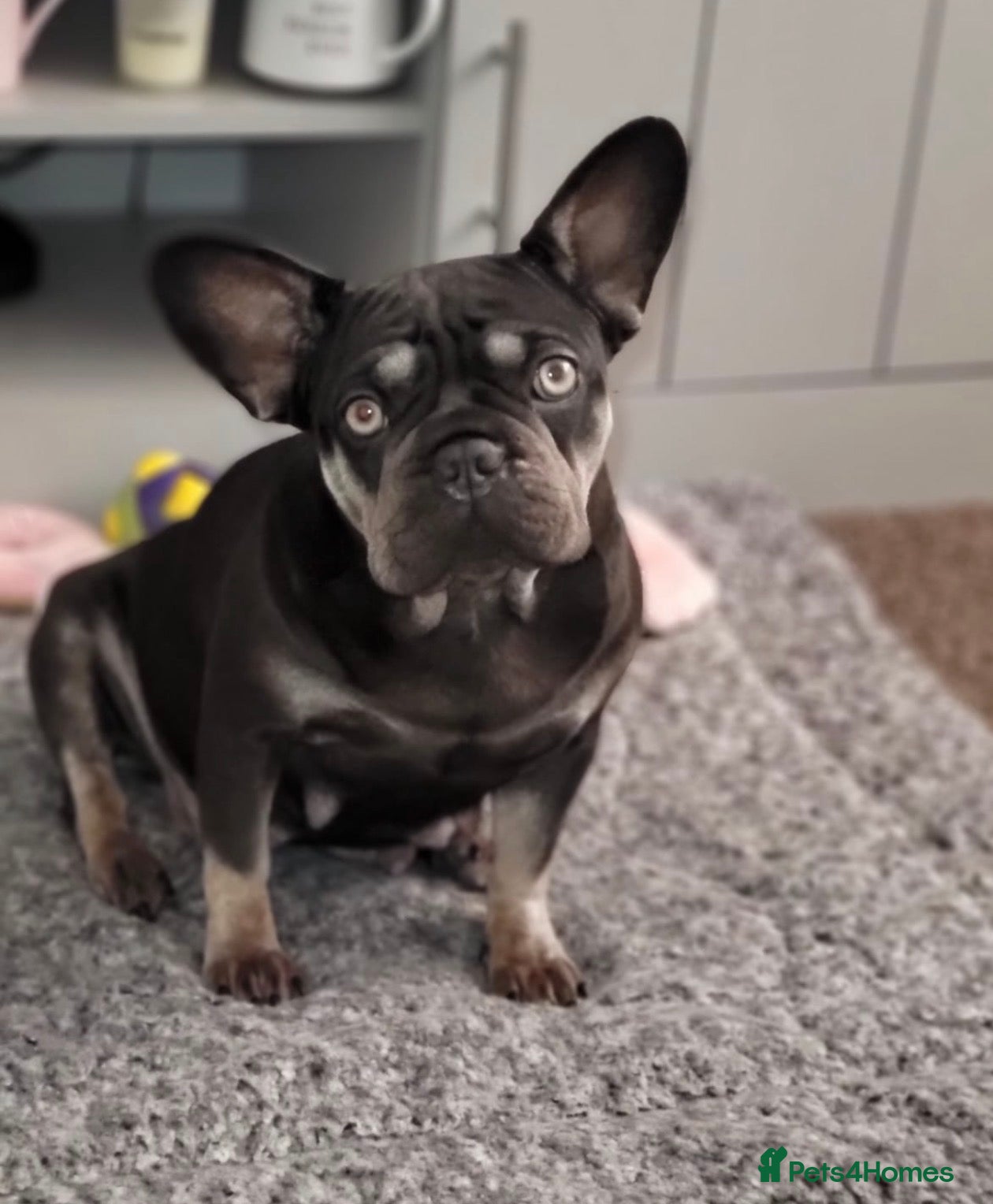 French Bulldog dogs Last 2 available  - Advert 1