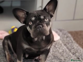 French Bulldog dogs Last 2 available - Advert 1