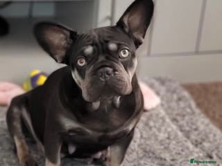 French Bulldog dogs Last 2 available - Advert 15