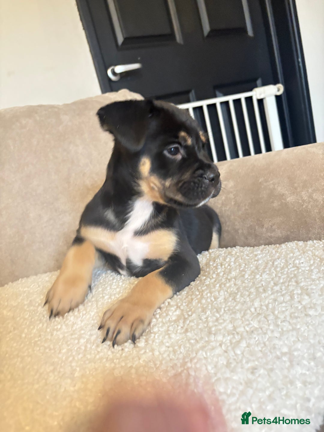 Mixed Breed dogs for sale: CaneCorso X Bully puppy’s  - Advert 6