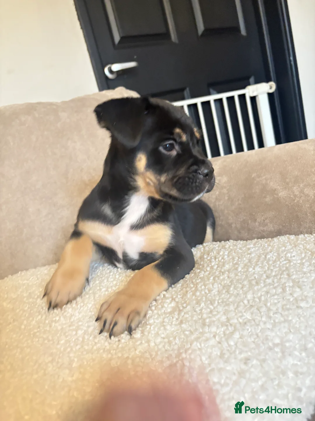 Mixed Breed dogs for sale: CaneCorso X Bully puppy’s  - Advert 6