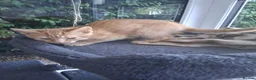 Mixed Breed cats for sale: Rare female Ginger Tabbies 😻 - Advert 30
