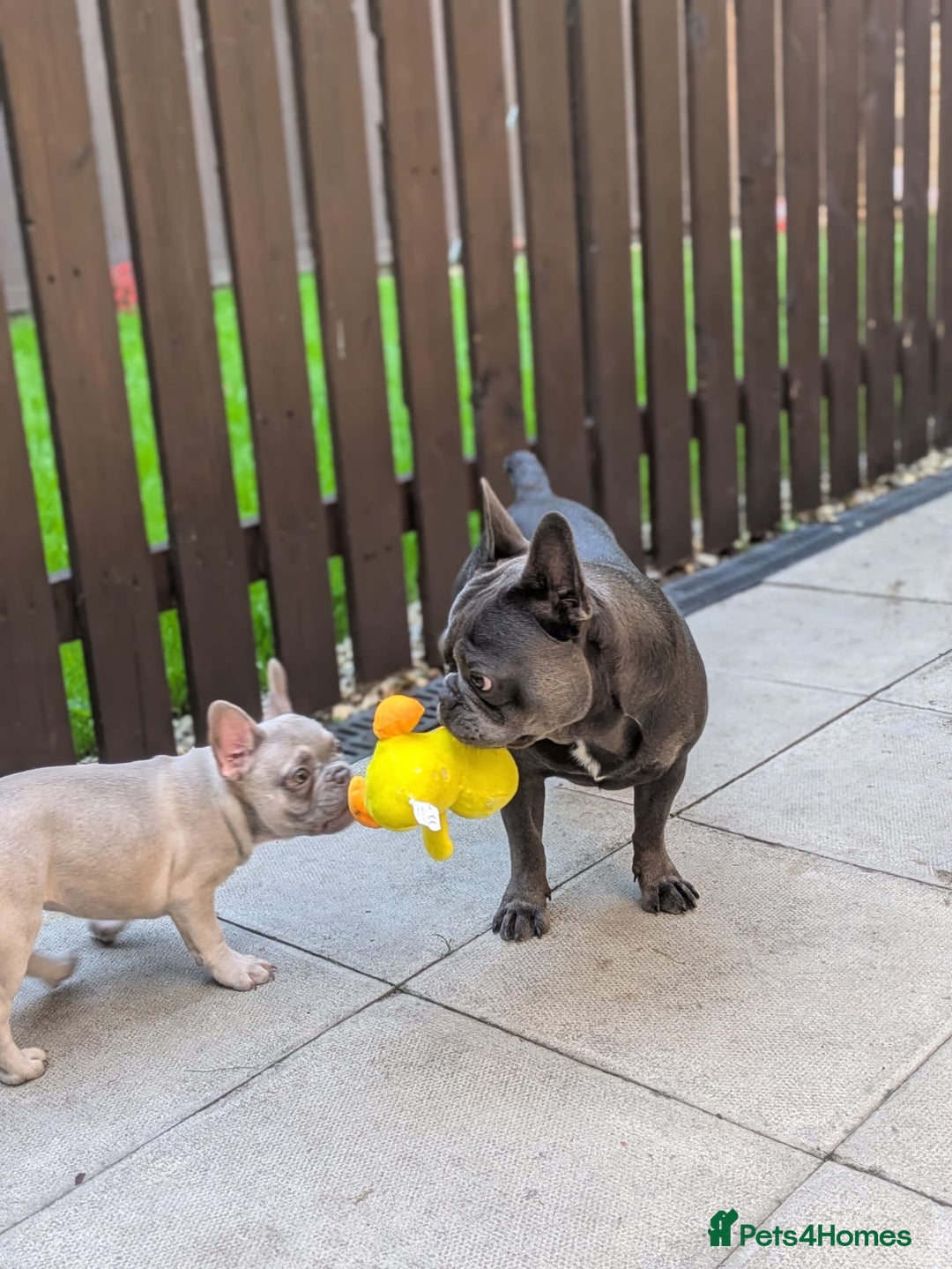 French Bulldog dogs for sale: Stunning boy Available  - Image 3
