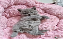 British Shorthair cats for sale: AMAZING BRITISH SHORHAIR KITTENS!!! - Image 5