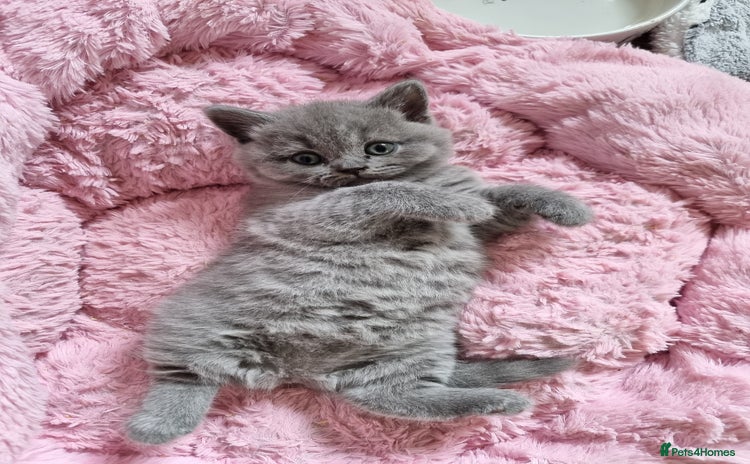 British Shorthair cats - Advert 7