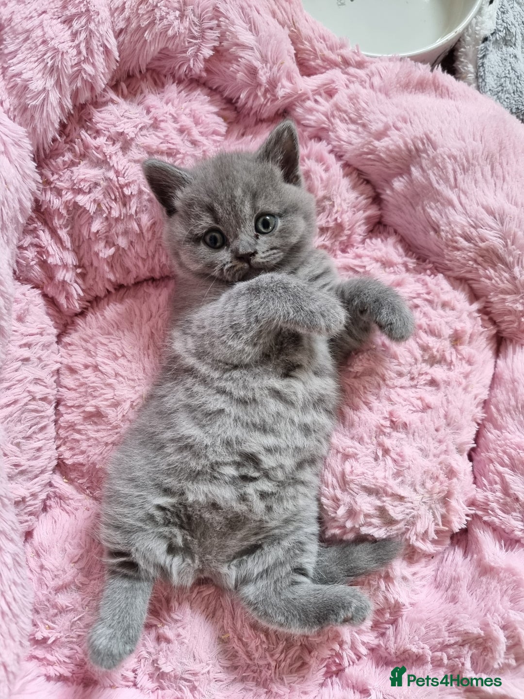British Shorthair cats for sale: AMAZING BRITISH SHORHAIR KITTENS!!! - Image 5