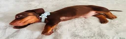 Miniature Dachshund dogs for sale: 🌟🌟Beautiful tan/fawn miniature dachshund🌟 🌟 - Advert 16