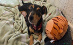 Jackapoo dogs for sale: Jackapoo puppies - Image 9